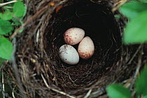 Cuckoo's egg (Cuculus canorus) in Brown shrike's nest with two host eggs, Nagano, Japan, June