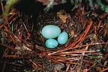 Hodgson's Hawk-cuckoo egg (Cuculus fugax) top left with two host eggs in nest, Nagano, Japan