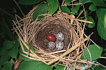 Lesser Cuckoo's egg (Cuculus poliocephalus) in host nest of Black faced bunting (Emberiza spodocephala), Japan