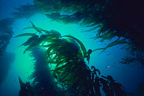 Giant kelp (Macrocystis sp) California, USA
