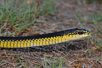 Boomslang (Dispholidus typus) adult male. Little karoo, Western Cape, South Africa.