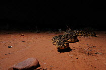 Puff Adder (Bitis arietans) hunting at night. Little Karoo, Western Cape, South Africa.