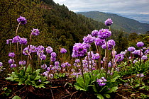 Drumstick primrose (Primula denticulata)  high elevation flowers of the Himalaya. Bhutan, February.