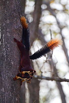 Malabar Giant Squirrel (Ratufa indica) mating. Nagerhole National Park, Karnataka, India, March.