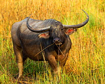 Water buffalo (Bubulus arnee) eating long grass. Assam, India, March.