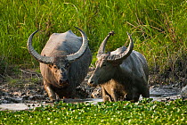 Two wild Water Buffalo (Bubalus arnee) wading though water. Assam, India, April.