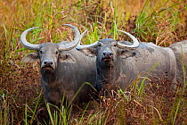 Two wild Water Buffalo (Bubalus arnee) in long grass. Assam, India, January.