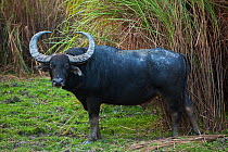 A wild Water Buffalo (Bubalus arnee) in profile standing by long grass. Assam, India, January.