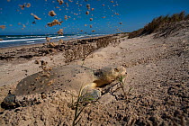 Kemp's Ridley Sea Turtle (Lepidochelys kempii) digging a nest in sand beach. Rancho Nuevo, Tamaulipas, Mexico, June.