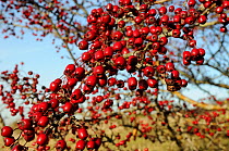 Hawthorn (Crataegus monogyna) berries / haws in dense clusters. Wiltshire, UK, November.