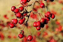 Hawthorn (Crataegus monogyna) berries / haws. Wiltshire, UK, November.