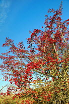 Hawthorn bush (Crataegus monogyna) heavily laden with clusters of berries / haws. Wiltshire, UK, November.