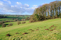 Mole hills newly excavated by European mole (Talpa europaea) in hillside pastureland. Wiltshire, UK, January 2010.