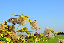 Old man's beard, the seedheads of Wild Clematis (Clematis vitalba) in an autumn hedgerow. Wiltshire, UK, October.