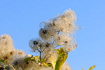 Old man's beard, the seedheads of Wild Clematis (Clematis vitalba) in an autumn hedgerow. Wiltshire, UK, October.