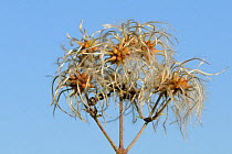 Old man's beard, the seedheads of Wild Clematis (Clematis vitalba) close up view against blue sky. Wiltshire, UK, October.