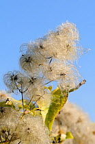 Old man's beard, the seedheads of Wild Clematis (Clematis vitalba) against blue sky. Wiltshire, UK, October.