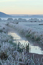 Heavy hoar frost on pastureland with drainage ditch and grazing cattle on a foggy autumn morning. The Somerset Levels, UK, October 2010.