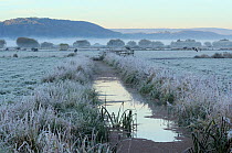 Heavy hoar frost on pastureland with drainage ditch and grazing cattle on a foggy autumn morning. The Somerset Levels, UK, October 2010.