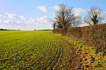 Field of young winter wheat seedlings and hedgerow with trees. Wiltshire, UK, January 2011.