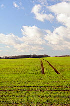 Field of young winter wheat seedlings. Wiltshire, UK, January 2011.