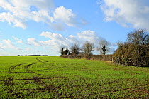 Field of young winter wheat seedlings and hedgerow. Wiltshire, UK, January 2011.