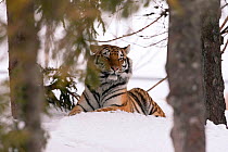 Siberian Tiger (Panthera tigris altaica) resting on snow between trees. Captive at Orsa Zoo, Sweden, March.