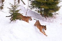 Two Siberian Tiger (Panthera tigris altaica) chasing across snow between trees. Captive at Orsa Zoo, Sweden, March.