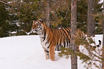 Siberian Tiger (Panthera tigris altaica) standing on snow between trees. Captive at Orsa Zoo, Sweden, March.