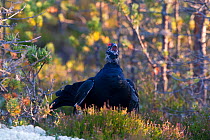 Black Grouse (Tetrao tetrix) male calling. Hamra, Sweden, Europe, September.