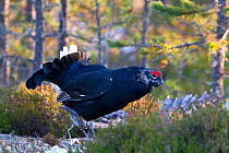 Black Grouse (Tetrao tetrix) male calling. Hamra, Sweden, Europe, September.