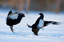 Two male Black Grouse (Tetrao tetrix) fighting in snow at a lek. Hamra, Sweden, Europe, March.