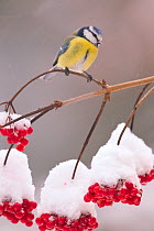 Blue Tit (Parus caeruleus) on Guelder Rose branch with red berries. Bavaria, Germany, December.
