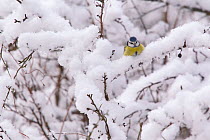 Blue Tit (Parus caeruleus) perching in snow-covered branches after heavy snowfall. Bavaria, Germany, January.