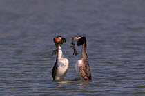 Two Great Crested Grebe (Podiceps cristatus)courtship displaying with pondweed in their beaks. Bavaria, Germany, March.