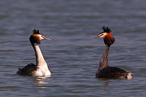 Two Great Crested Grebe (Podiceps cristatus) facing each other during courtship display, Bavaria, Germany, March.