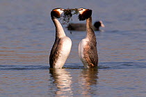 Two Great crested grebe (Podiceps cristatus) courtship display with pondweed in their beaks. Coot in  background. Bavaria, Germany, March.