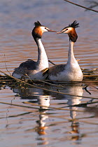 Two Great Crested Grebe (Podiceps cristatus)swimming together after mating. Bavaria, Germany, March.