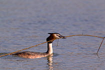 Great Crested Grebe (Podiceps cristatus) swimming carrying nesting material. Bavaria, Germany, March.