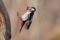Great Spotted Woodpecker (Dendrocops major) about to land on a tree trunk, carrying a hazelnut in its beak. Bavaria, Germany, November.