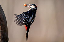 Great Spotted Woodpecker (Dendrocops major) about to land on a tree trunk, carrying a hazelnut in its beak. Bavaria, Germany, November.