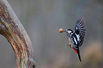 Great Spotted Woodpecker (Dendrocops major) about to land on a tree trunk, carrying a walnut in its beak. Bavaria, Germany, December.