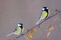 A pair of Great Tits (Parus major) perching on a twig. Bavaria, Germany, January.