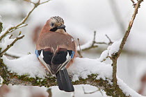 Jay (Garrulus glandarius) on a snowy branch. Bavaria, Germany, February.