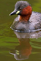 Portrait of a Little Grebe (Tachybaptus ruficollis) on water. Bavaria, Germany, July.