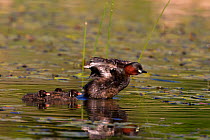 Female Little Grebe (Tachybaptus ruficollis) with three chicks on water. Bavaria, Germany, July.