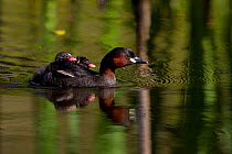 Male Little Grebe (Tachybaptus ruficollis) swimming with two chicks on his back. Bavaria, Germany, July.