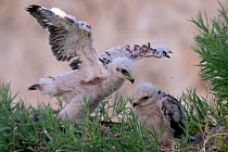 Two Long-legged Buzzard (Buteo rufinus) chicks at the nest, one exercising its wings. Bulgaria, Europe, June.