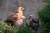 Long-legged Buzzard (Buteo rufinus) adult at the nest with two chicks. Bulgaria, Europe, June.