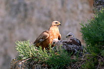 Long-legged Buzzard (Buteo rufinus) adult at the nest with two chicks. Bulgaria, Europe, June.